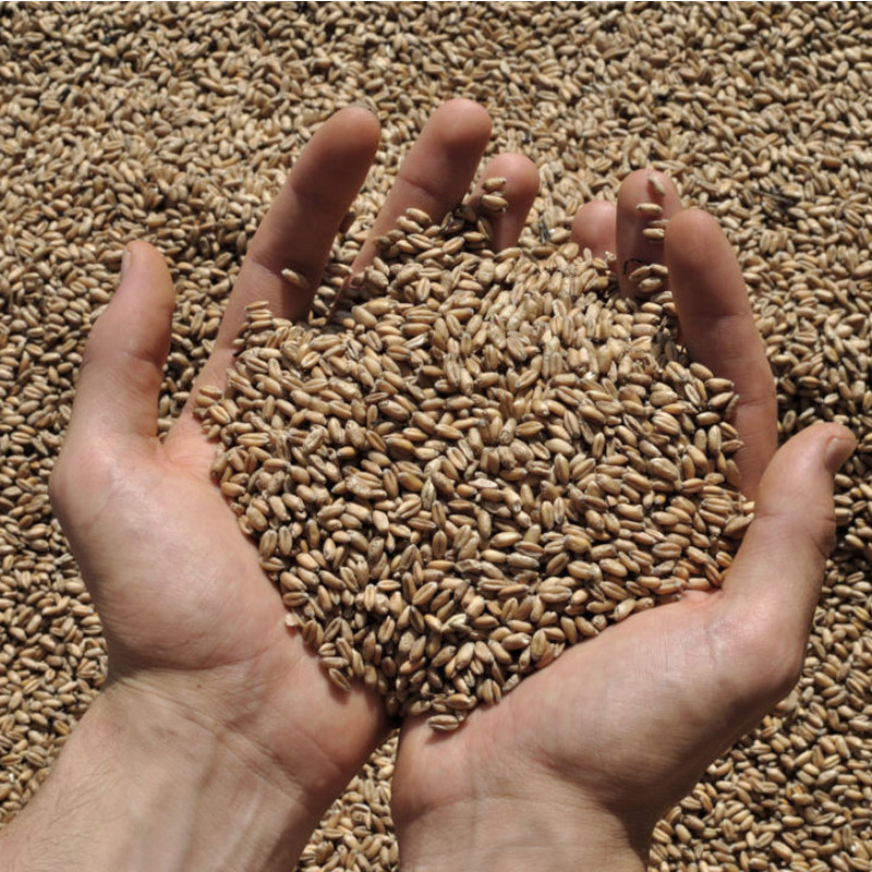 Open Hands full of Grain