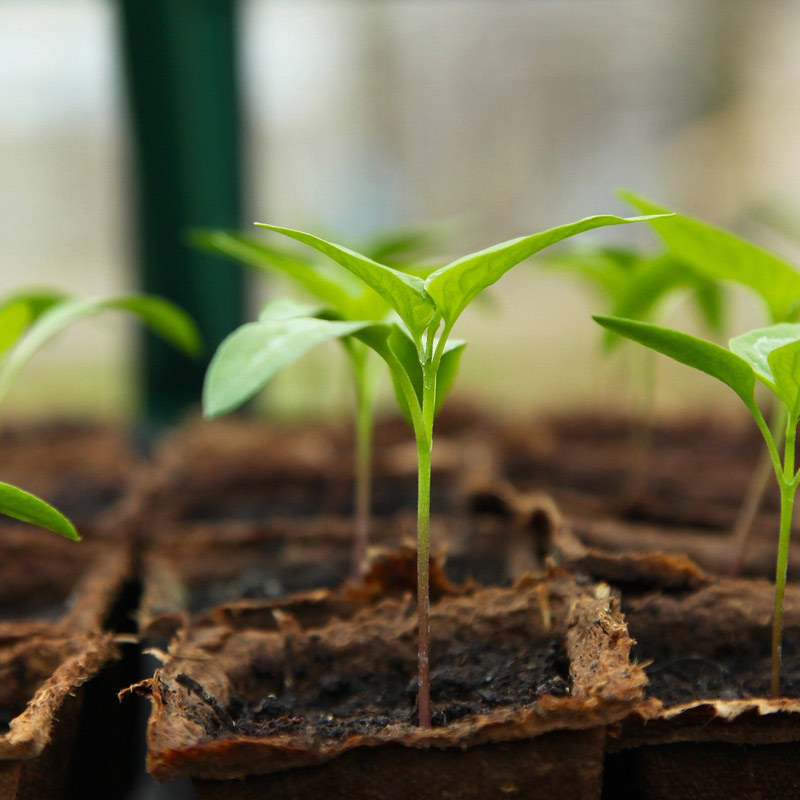 Seedlings in Pot